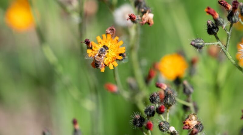 Einführungskurs Bienenschutz