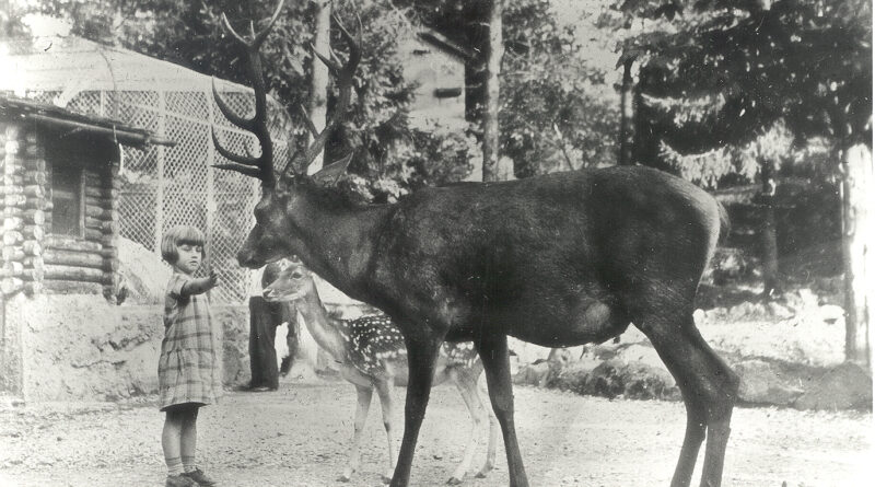 Ein kleines Mädchen füttern in den 30er-Jahren einen Rothirsch.