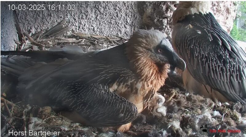 … wo es von Mascha und Hans umsorgt wird, wie die Webcam zeigt.