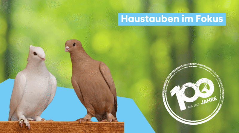 Fokustier Haustaube