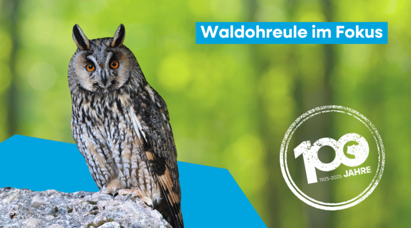 Fokustier Waldohreule