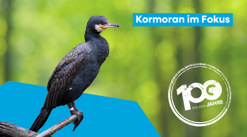 Fokustier Kormoran