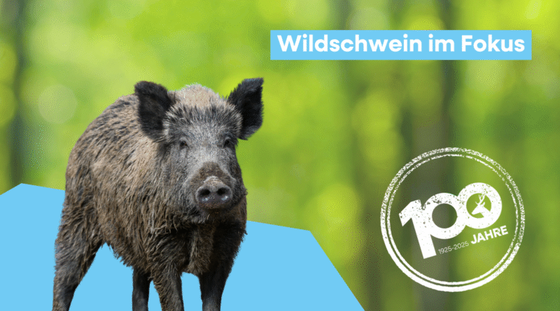 Fokustier Wildschwein