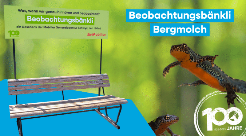 Das Beobachtungsbänkli mit dem Thema Bergmolch