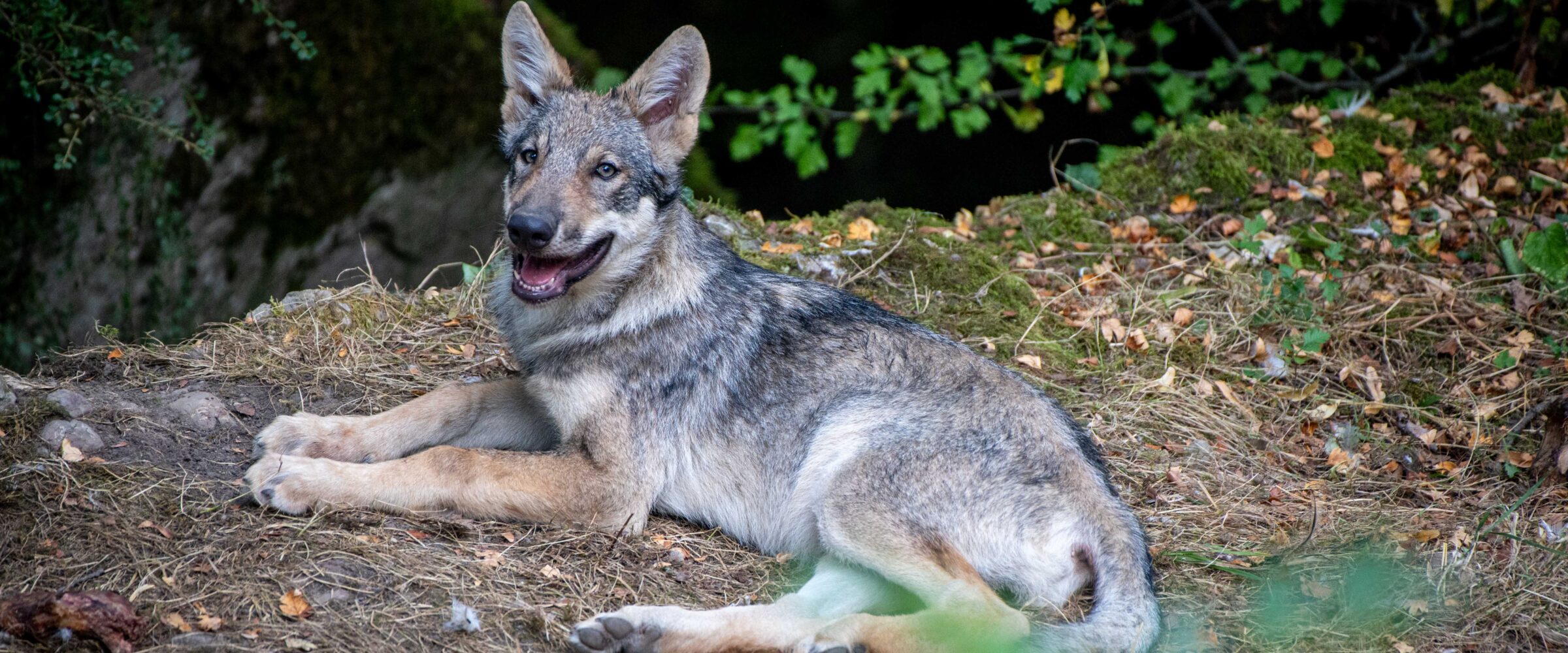 Ein Wolfswelpe liegt am Boden und schaut in die Kamera.