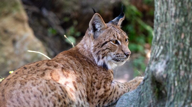 Karpatischer Luchs im Natur- und Tierpark Goldau