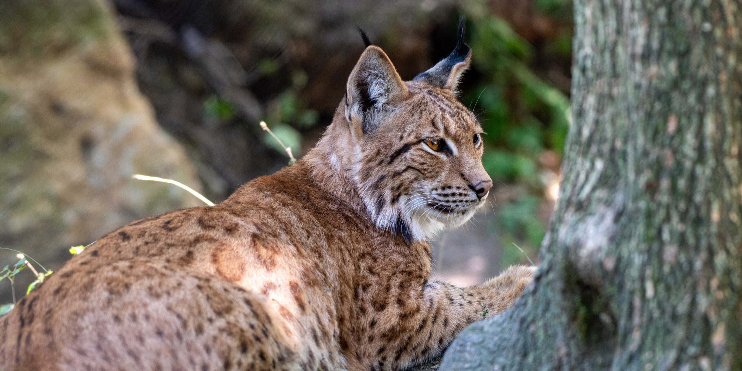 Karpatischer Luchs im Natur- und Tierpark Goldau